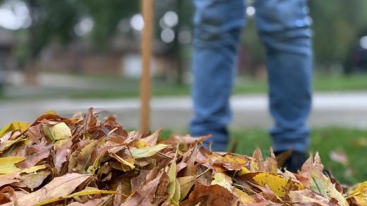 Spadané podzimní listí