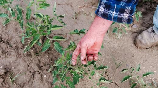 Horko, sucho, nedostatek živin anebo plíseň jsou časté příčiny stresu rostlin (ilustrační snímek)
