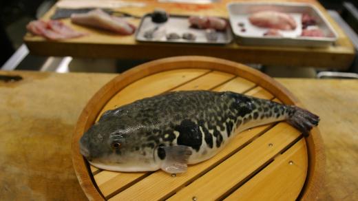 Příprava ryby fugu