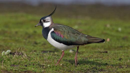 Mezi bahńáky patří například čejka chocholatá. Mezinárodní svaz ochrany přírody ji mezi ohrožené druhy zatím nepočítá