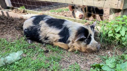 Prasata kune kune na farmě V Marinkách u Blažejova