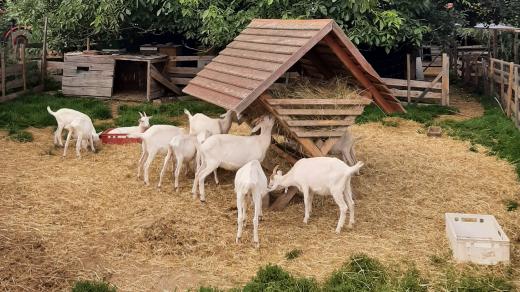Na farmě si můžete zkusit podojit kozy