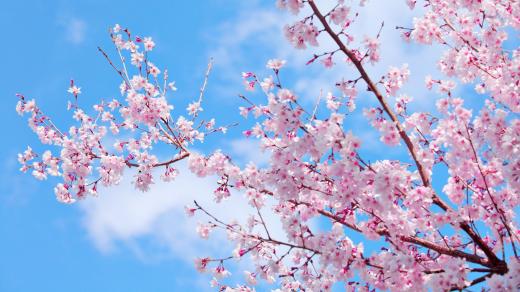 Sakura