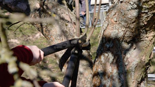 K jarním pracím na zahradě patří i prořezávání ovocných stromů