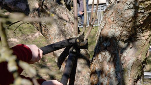 K jarním pracím na zahradě patří i prořezávání ovocných stromů