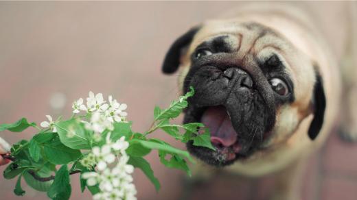 Která jídla psům škodí?