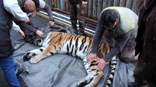 Odjezd samice tygra ussurijského ze Zoo Hluboká