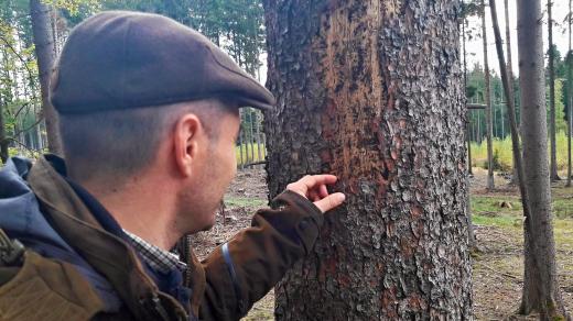 „Kůrovec tady nikdy nebyl. Teď se objevuje místně, v takových kruzích. Nevíme, proč zrovna tady,“ říká vedoucí lesní správy Kolowratových lesů Vladimír Šístek