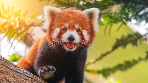 Panda červená