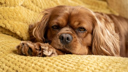 Cavalier King Charles Spaniel. Ilustrační foto
