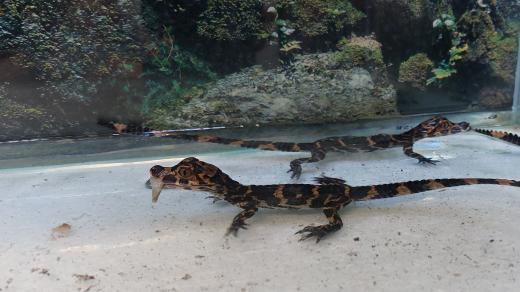 Odchov aligátorů čínských v jihlavské zoo je světový unikát