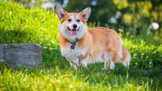 Welsh Corgi