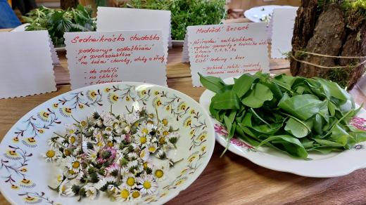 Sedmikráska chudobka