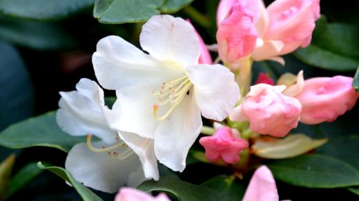 Rododendron