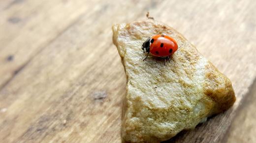 Larva i dospělec slunéčka spořádají tisíce mšic