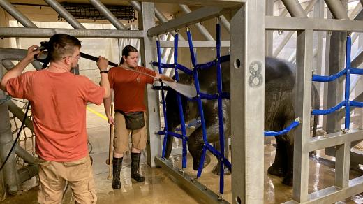 Chovatelé během tréninku jednoho ze slůňat