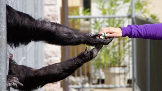 Krmení zvířat v zoo