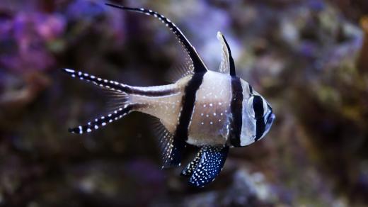 Parmovec skvělý; Banggai cardinalfish (Pterapogon kauderni)