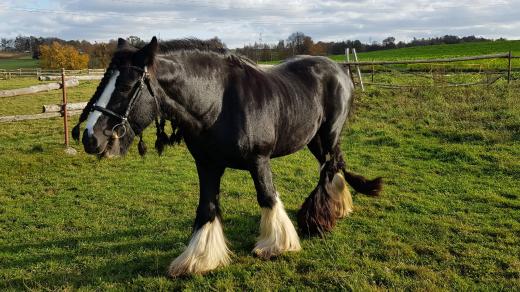 Irský cob Lord Lancelot