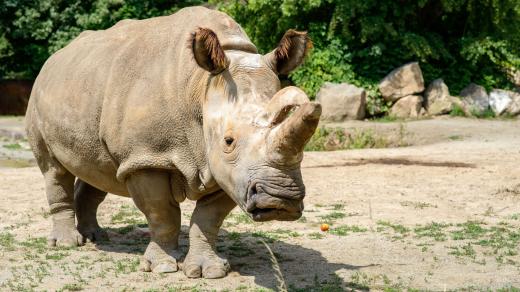 Nosorožec bílý severní Nabiré v Safari Parku Dvůr Králové