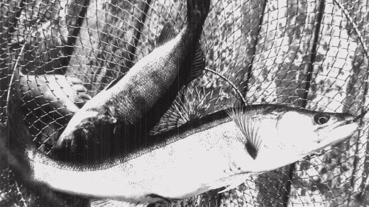 Ryby v síti