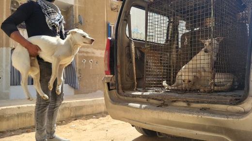 Dobrovolníci odchytli několik krásných, světle béžových psů zdejší egyptské pouští rasy