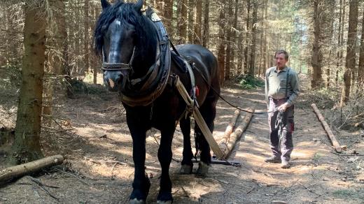 Milan Šimek sváží celý život s koňmi dřevo z lesa. Fyzicky namáhavou práci miluje pro její svobodu