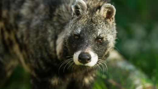 Menší šelma cibetka africká se vyznačuje krátkou hustou srstí šedé nebo okrové barvy s černými fleky