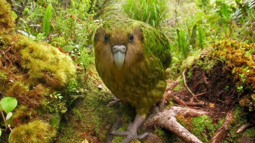 Kakapo