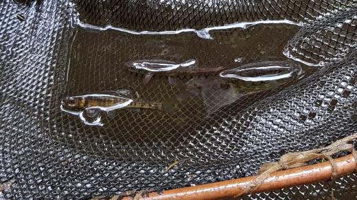 Ranský potok, odlov střevle, Vysočina