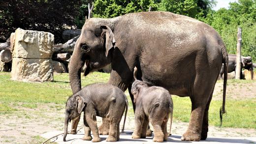 Nová slůňata v pražské zoo se mají čile k světu