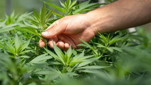 marihuana ruka cannabis