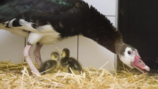 Safari Park Dvůr Králové rozmnožil agresivní pižmovky ostruhaté