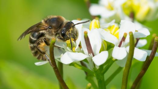 Colletes inaequalis