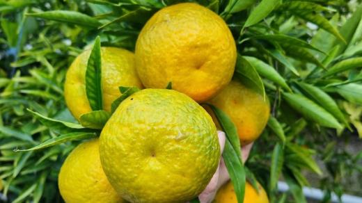 Pěstitel citrusů Josef Bratršovský, Janovice, Vysočina