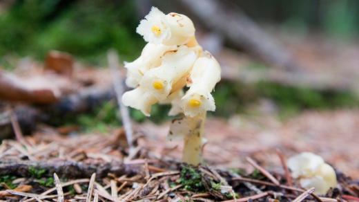 Hnilák smrkový (monotropa hypopitys)