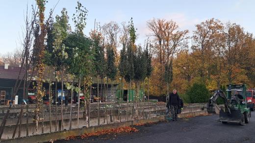 V Klatovech se intenzivně sází nová zeleň