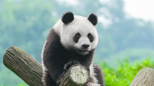 Kdo by se nechtěl pomazlit s rozkošnou pandou?