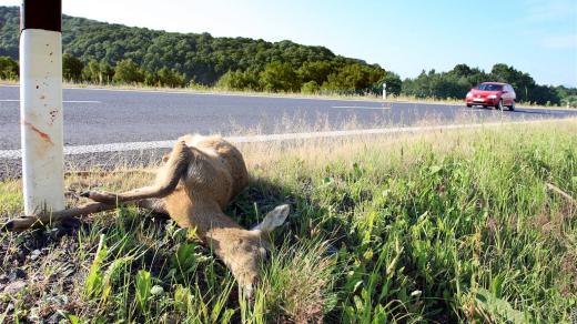 Sražený srnec u silnice (ilustr. obr.)