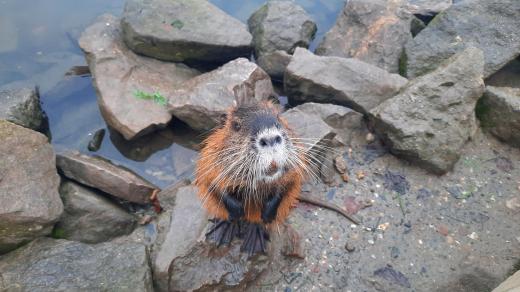 Nutrie pod mostem v Uherském Hradišti
