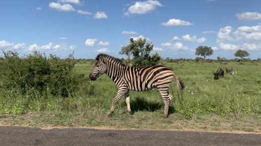 Zebra v Krugerově národním parku