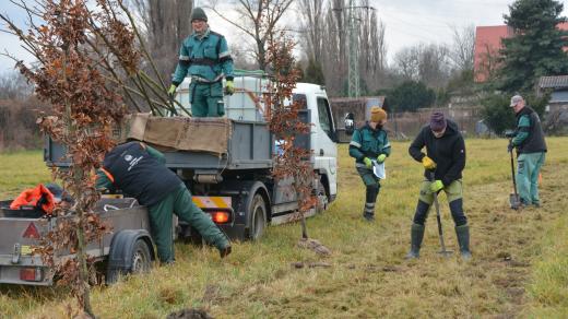 Hluk a prach z překladiště pomůže odfiltrovat izolační zeleň