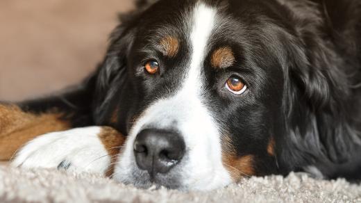 Pes (ilustrační foto)