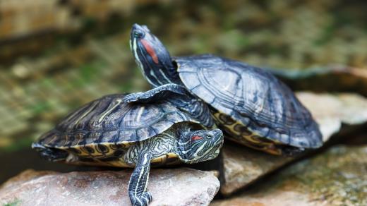Želva nádherná (Trachemys scripta elegans)