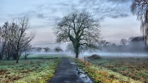 Příroda, strom, krajina, tráva, nebe, mlha, cesta, venkov (ilustrační foto)