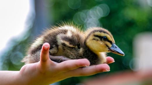 Do péče zvířecích záchranářů se často dostávají divoké kachny