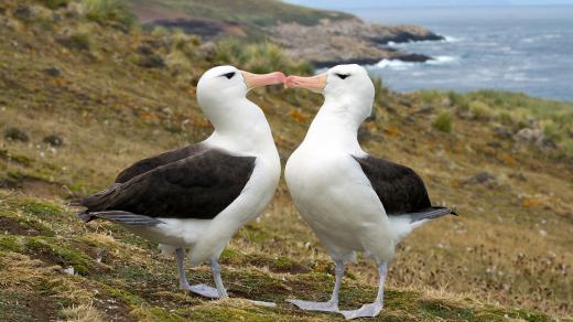 Ablatrosi si hledají partnera na celý život