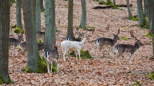Daněk skvrnitý nebo též evropský je charakteristický svými lopatovitými parohy