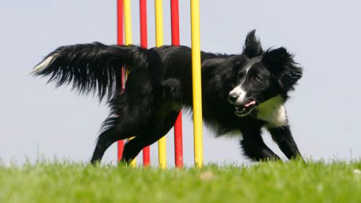 Agility je pro border kolie jako stvořené