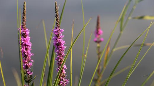 Rozrazil klasnatý (Veronica spicata)